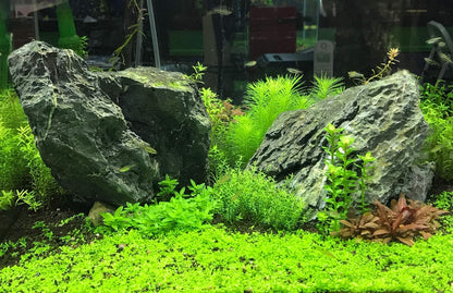 Seachem Flourish Tabs Growth Supplement - Aquatic Plant Stimulant 10 ct