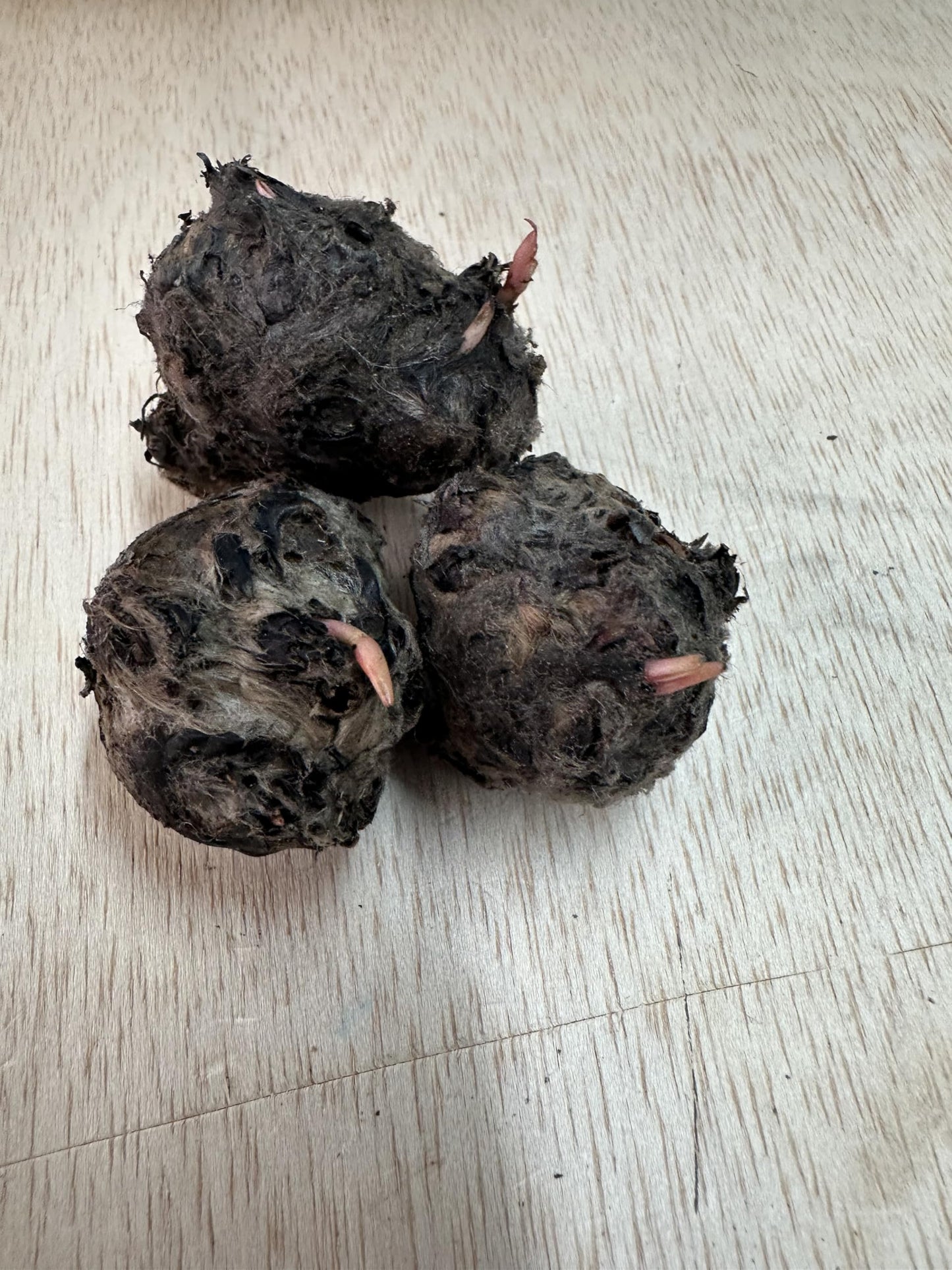 10 Plus Red Root Floater Plants Phyllanthus fluitans Floating Pond Plant Live Aquarium Floating Plants Create Shade and Hiding for Your Fish and Other inhabitants