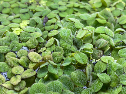 10 Plus Red Root Floater Plants Phyllanthus fluitans Floating Pond Plant Live Aquarium Floating Plants Create Shade and Hiding for Your Fish and Other inhabitants